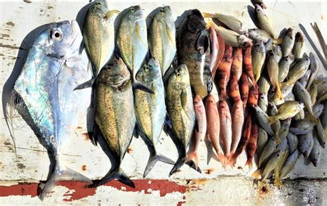 weke fish|Hawaiian Fish Name Translations .